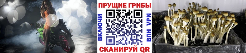 Галлюциногенные грибы Magic Shrooms  ОМГ ОМГ ссылки  Купино 